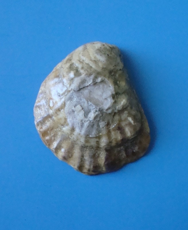 Мушля. Серцевидка війчаста. Ciliatocardium.