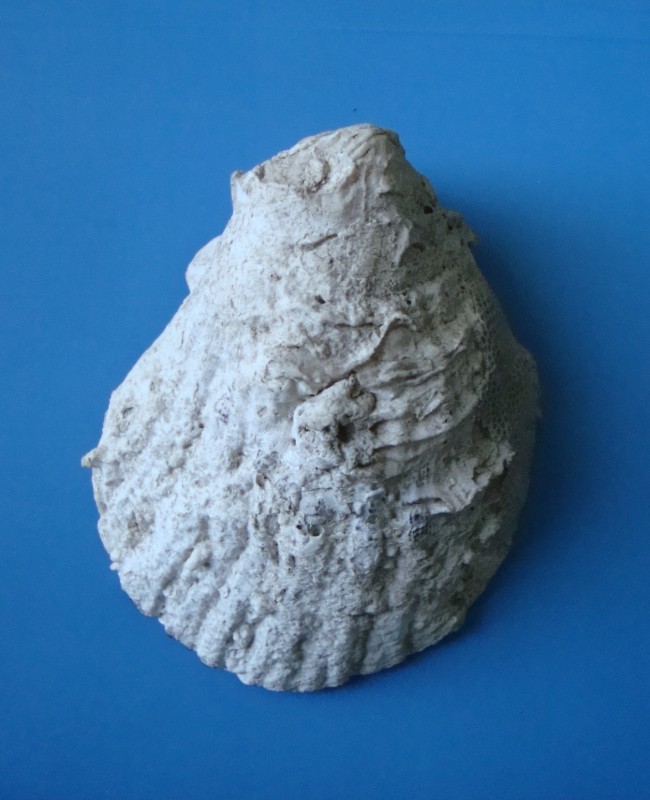 Мушля. Морський гребінець. Pectinidae.