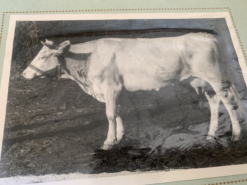 Фото "Корова ЛЕНТА 1974"
