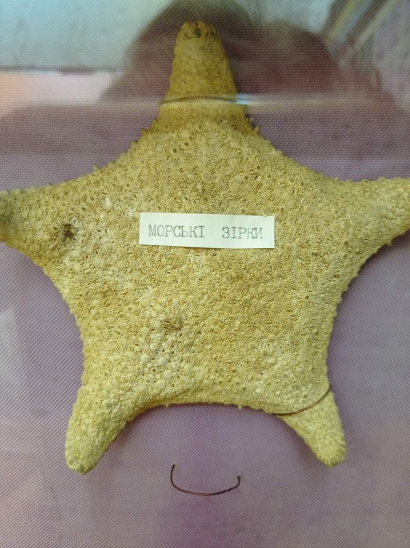 Морська зірка