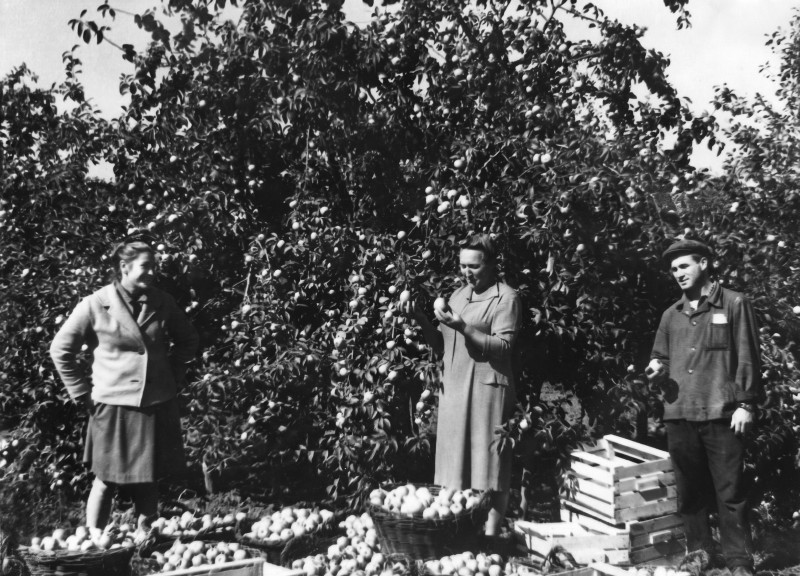 Колекція фото світлин винрадгоспу «Шабо»  (1940-1950 роки) «Збір врожаю яблука»