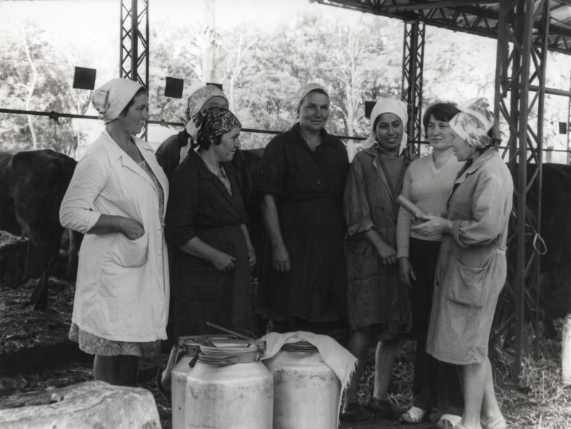 Колекція фото світлин винрадгоспу «Шабо»  (1940-1950 роки) «Робітниці тваринницької ферми»