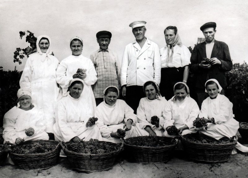 Колекція фото світлин винрадгоспу «Шабо»  (1950-1960 роки) «Збір винограду»