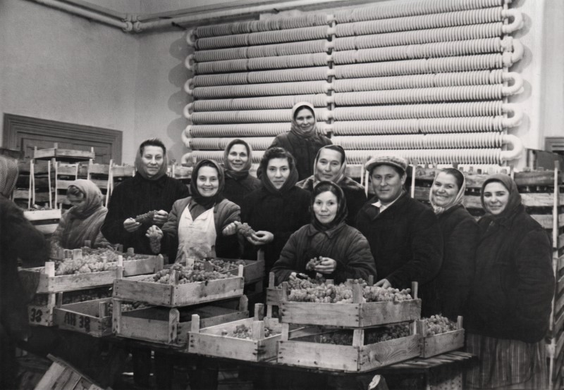 Колекція фото світлин винрадгоспу «Шабо»  (1950-1960 роки) « У робочому ритмі»