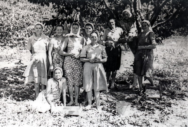 Колекція фото світлин винрадгоспу «Шабо»  (1950-1960 роки) «Садова ланка винрадгоспу»