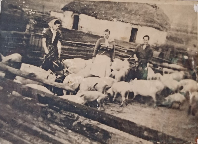 Фото. Свиноферма, 1947 р.