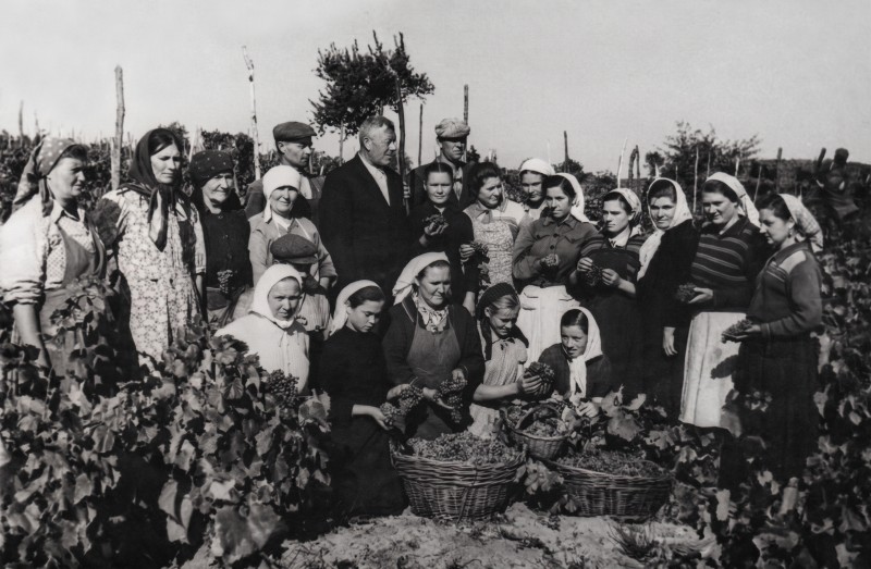 Колекція фото світлин винрадгоспу «Шабо»  (1950-1960 роки) «Свято обжинок  в бригаді  Остапенко А.С»