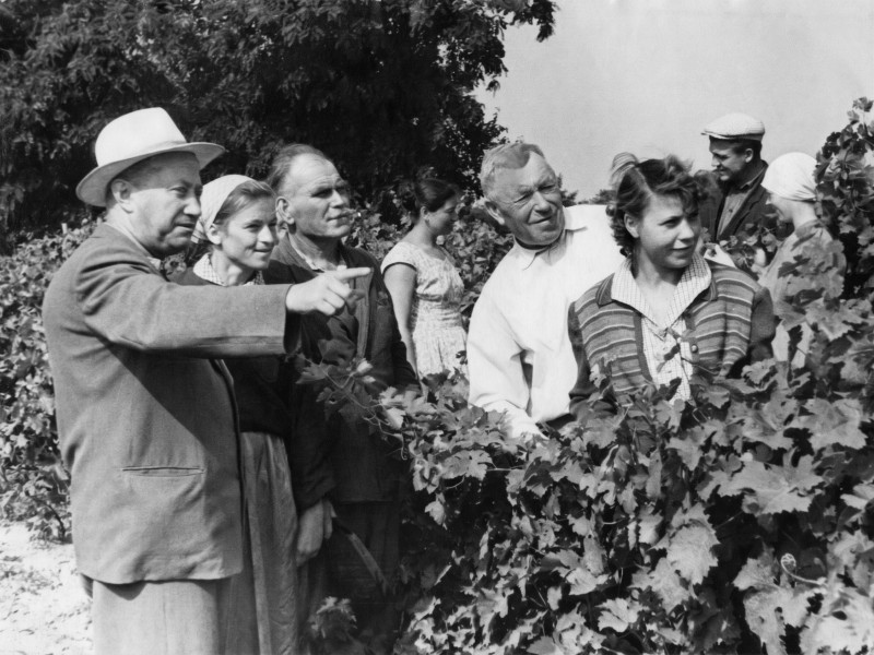 Колекція фото світлин винрадгоспу «Шабо»  (1950-1970 роки) «На виноградних полях»