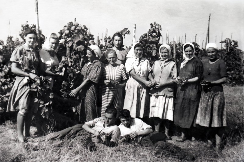 Колекція фото світлин винрадгоспу «Шабо»  (1950-1970 роки) «Обжинки. Завершення виноградного сезону»