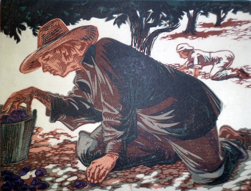 Збір чорносливу